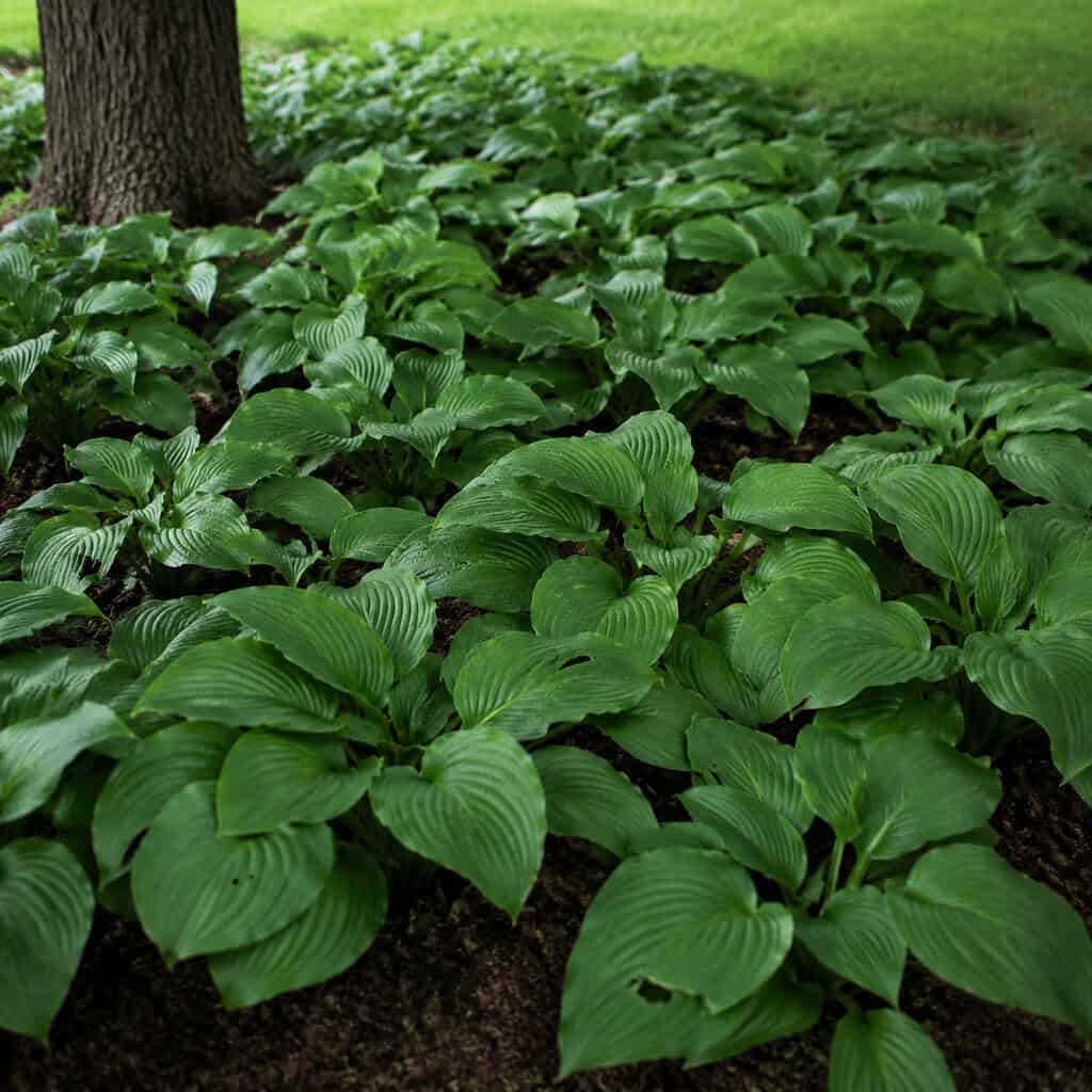 Hostas as the Default Shade Filler