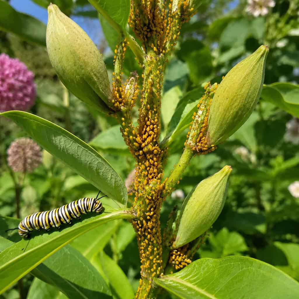 Milkweed