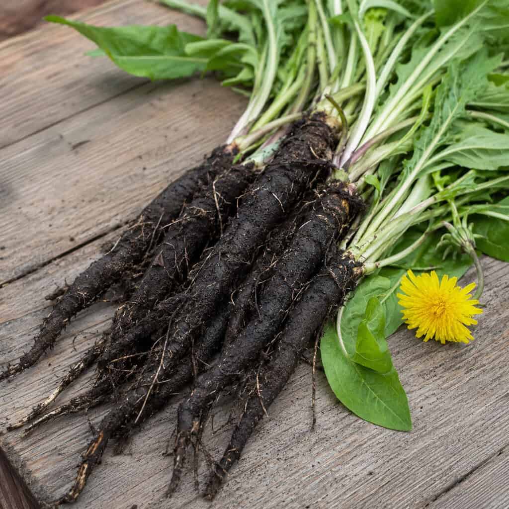 Scorzonera (Black Salsify)