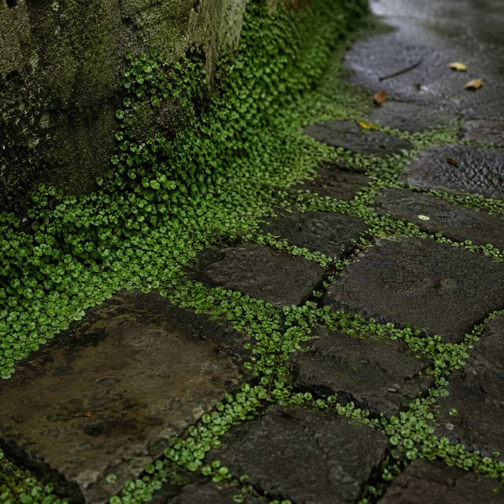 Mind-Your-Own-Business / Baby's Tears (Soleirolia soleirolii)