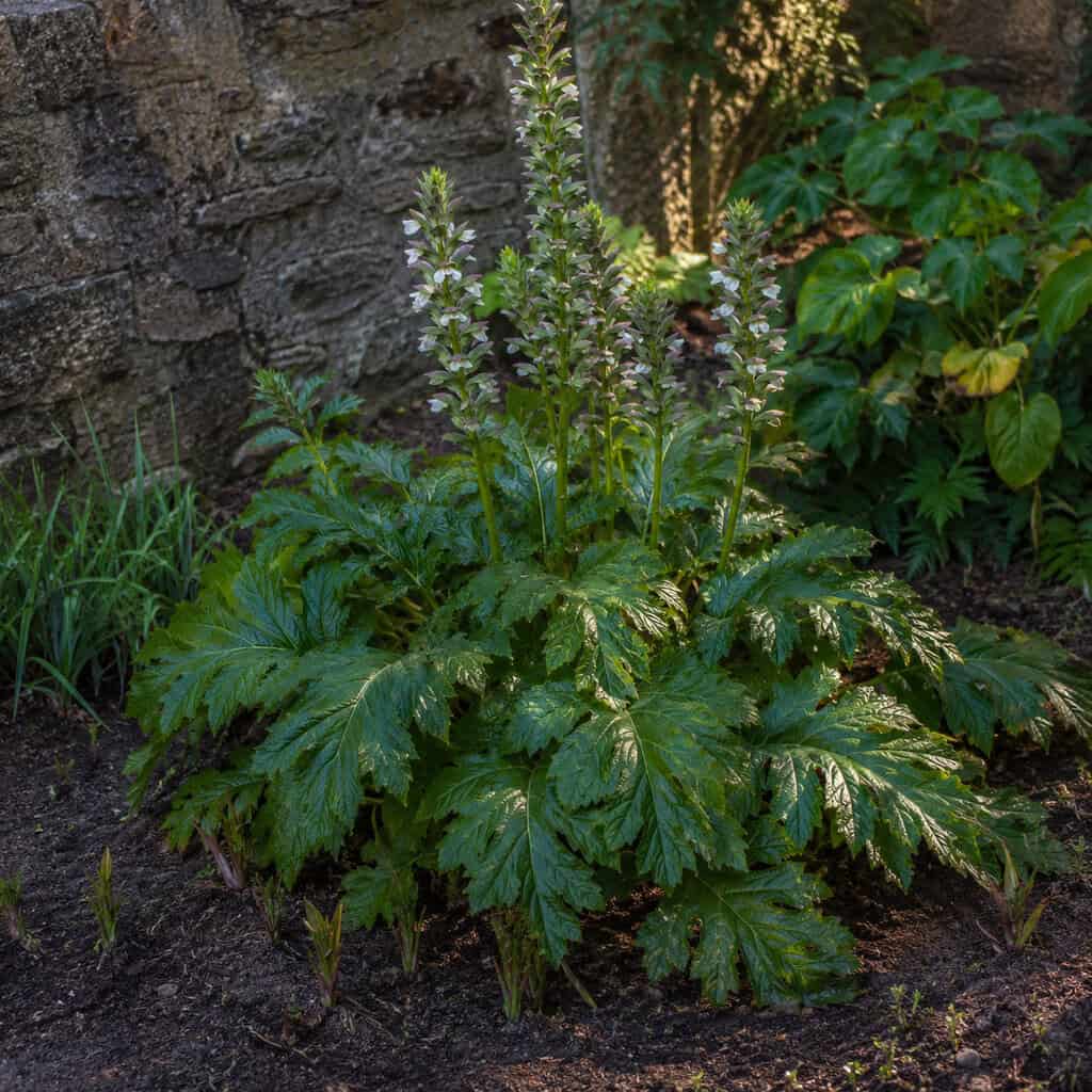 Bear's Breeches (Acanthus mollis)