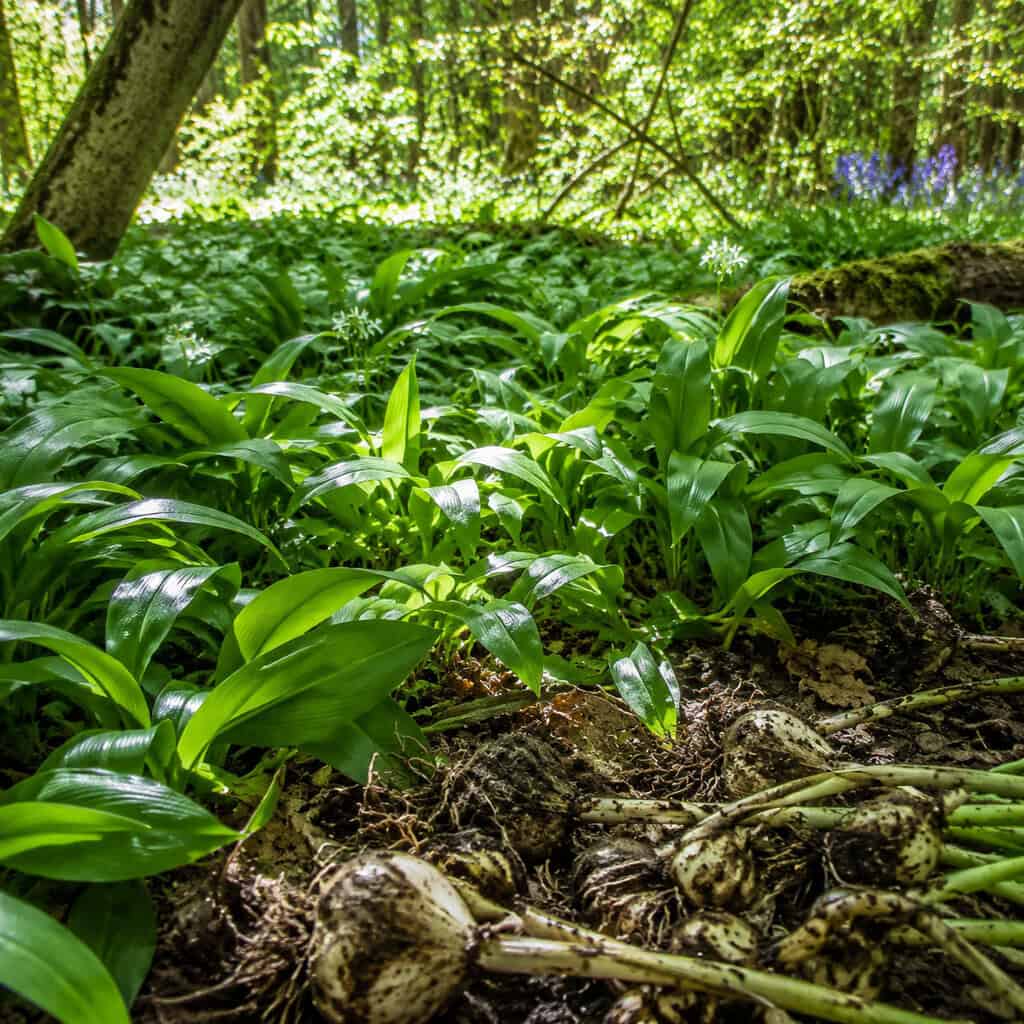 Ramps (Wild Leeks)