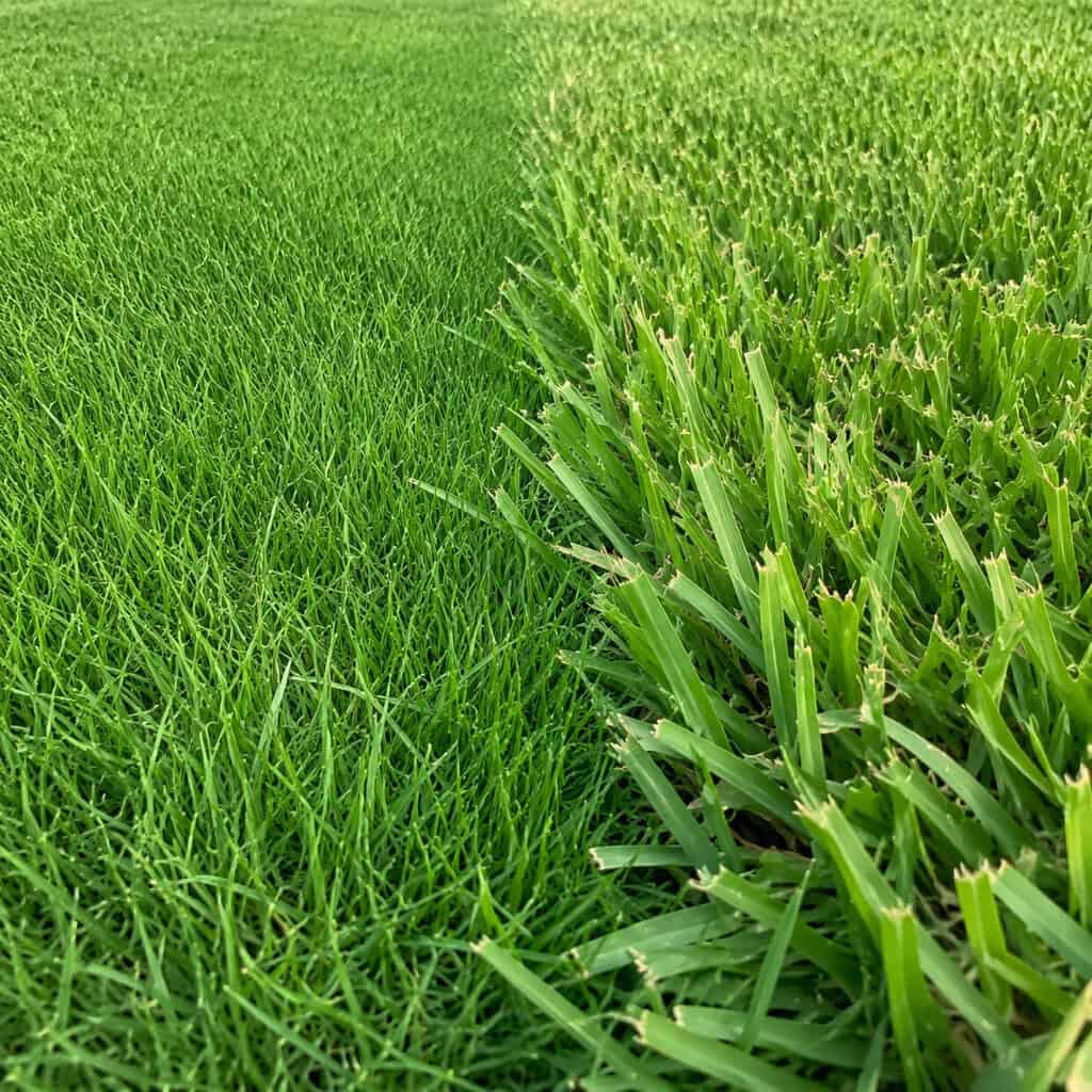 They Picked the Right Grass for Their Region