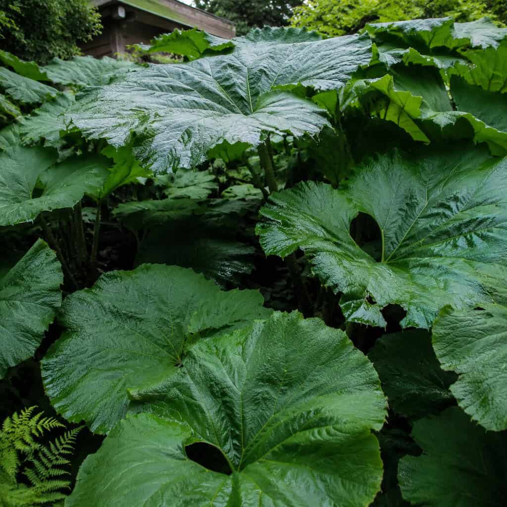 Butterbur (Petasites)