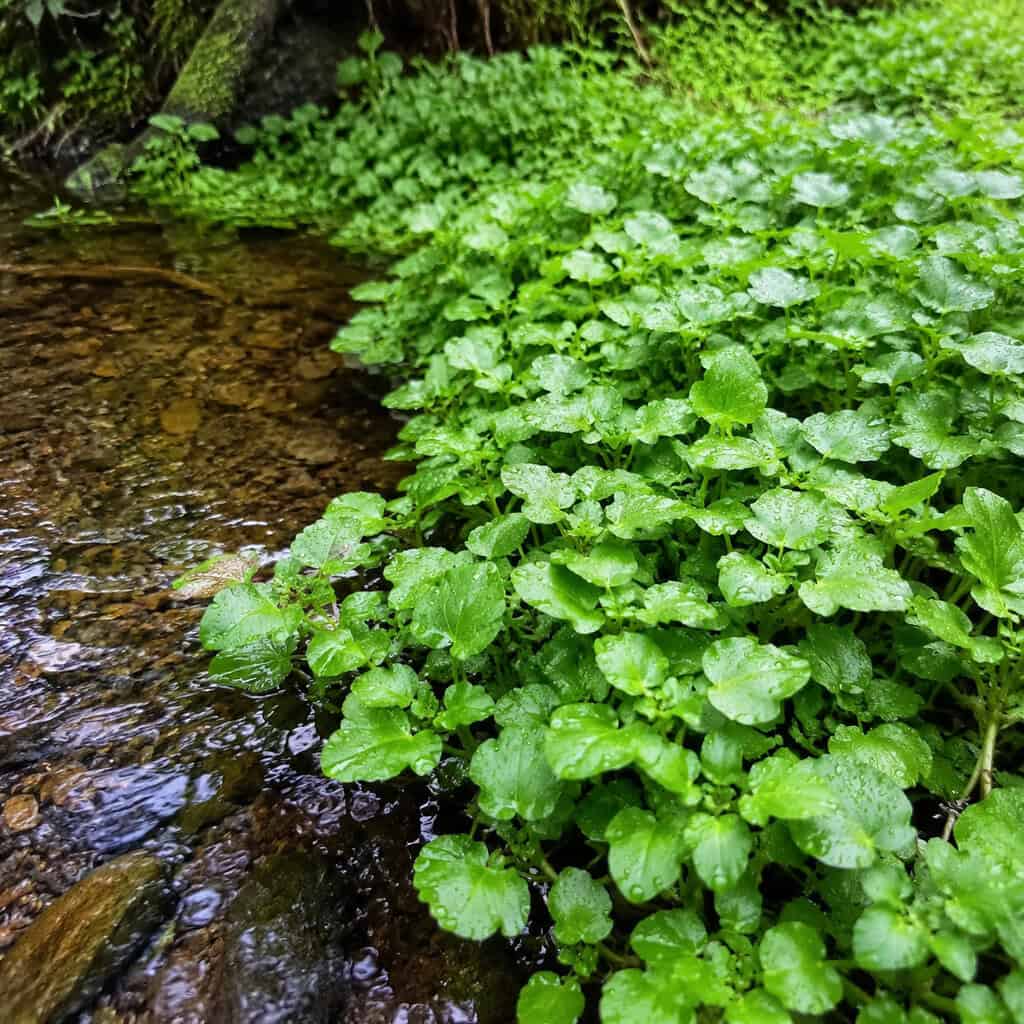 Watercress