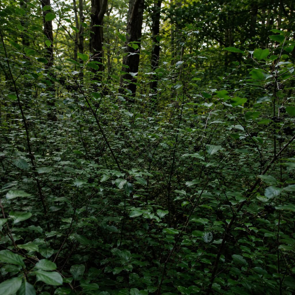 Common Buckthorn (Rhamnus cathartica)