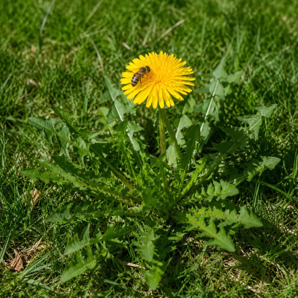 Dandelion