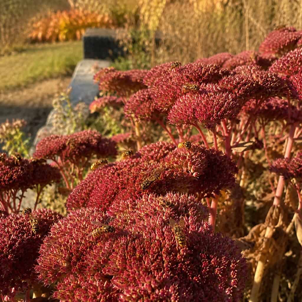 Sedum 'Autumn Joy'