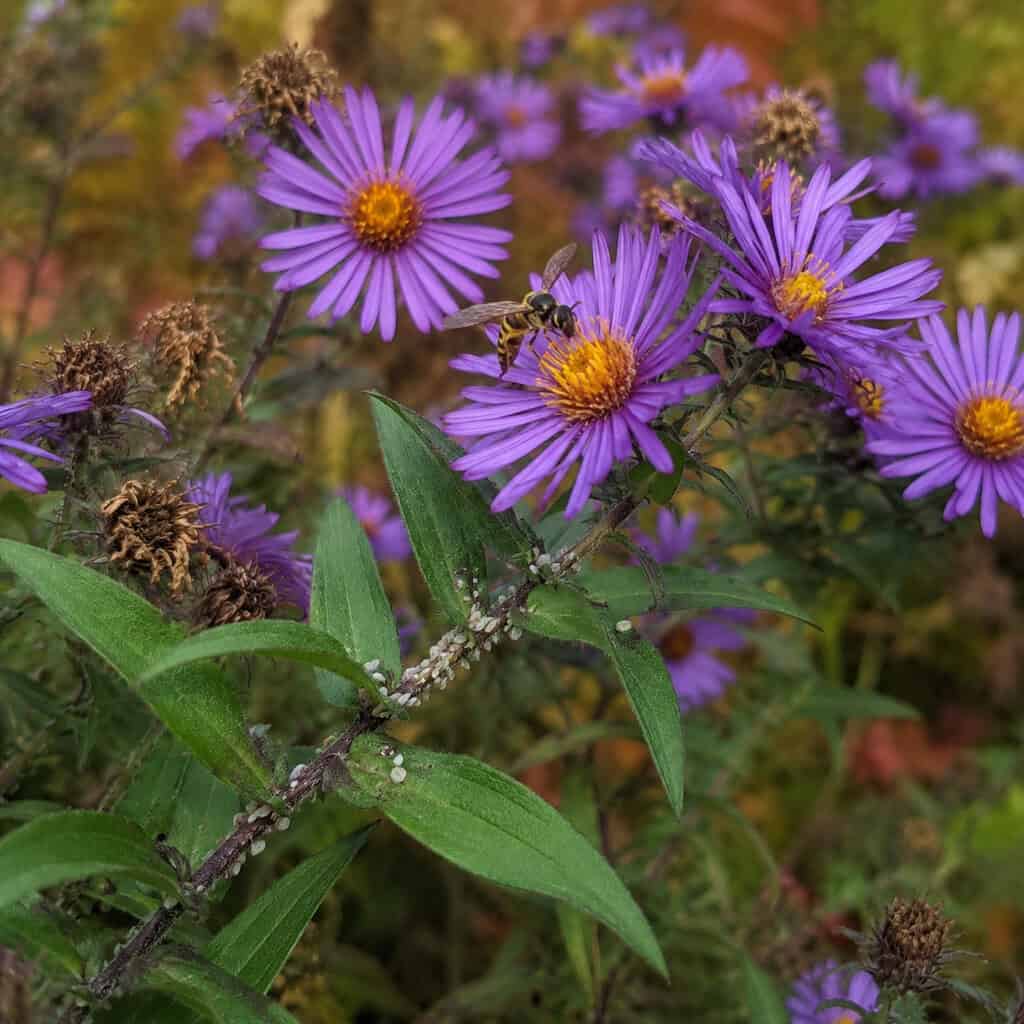 Asters