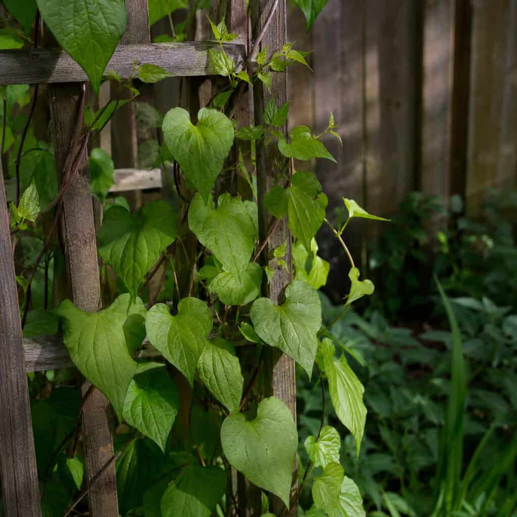 Caucasian Mountain Spinach (Hablitzia)