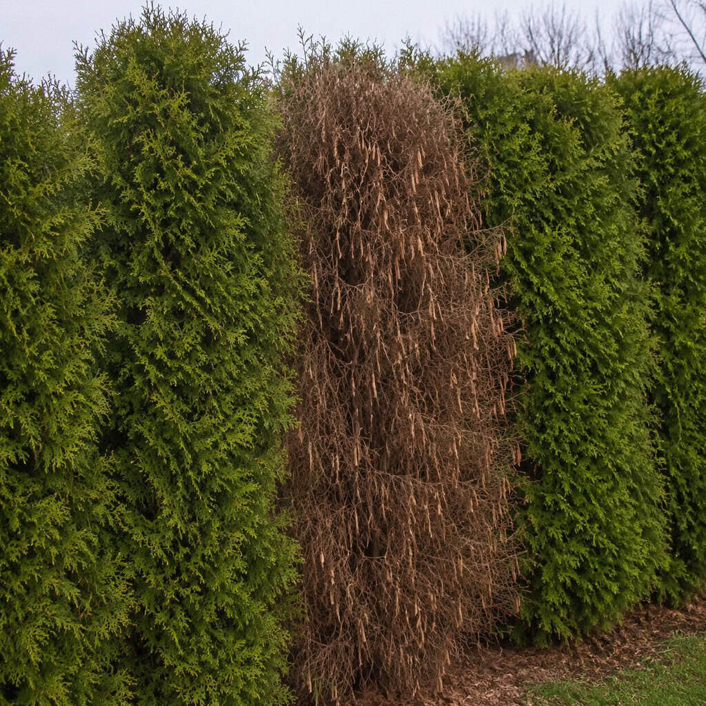 Green Giant Arborvitae