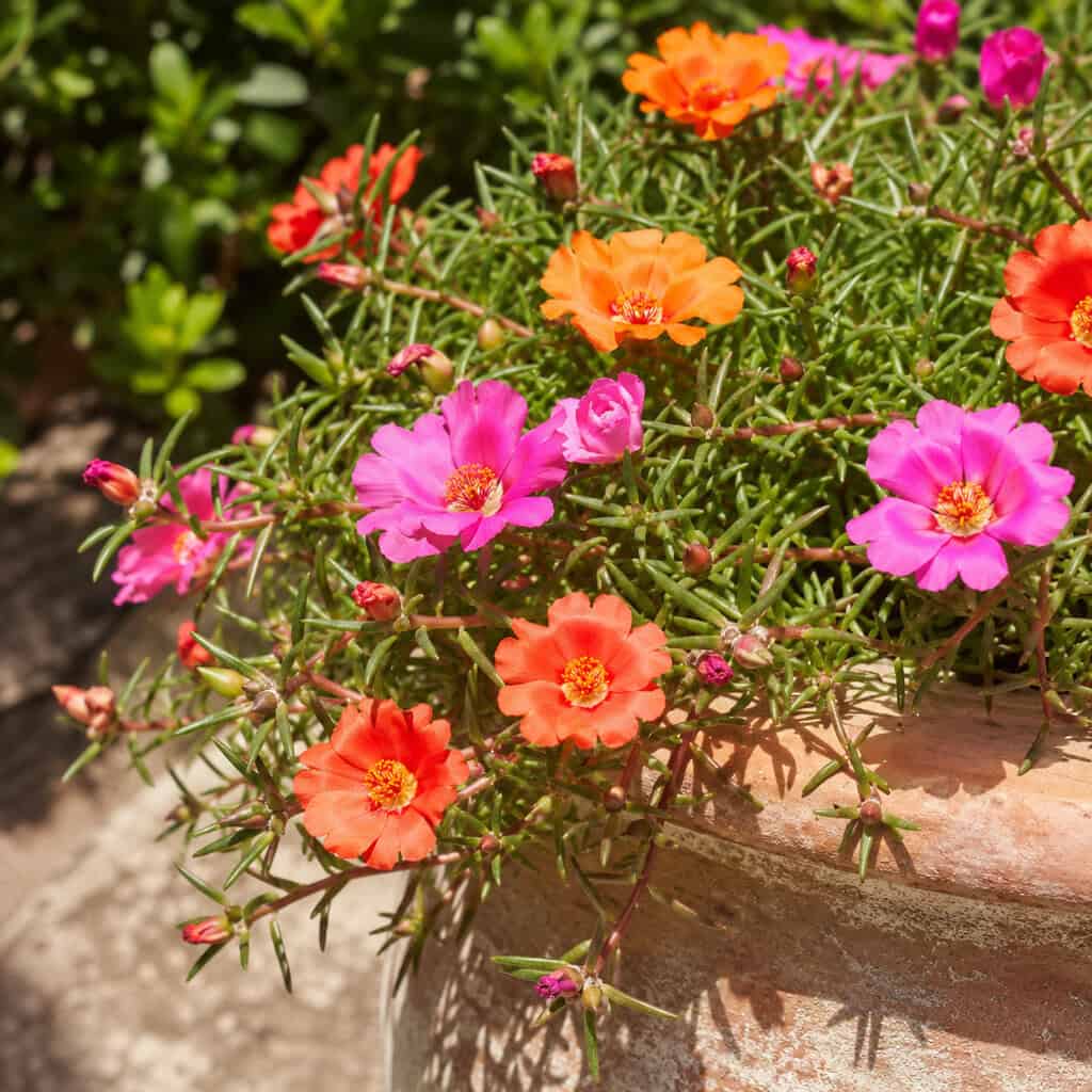 Portulaca (Moss Rose)