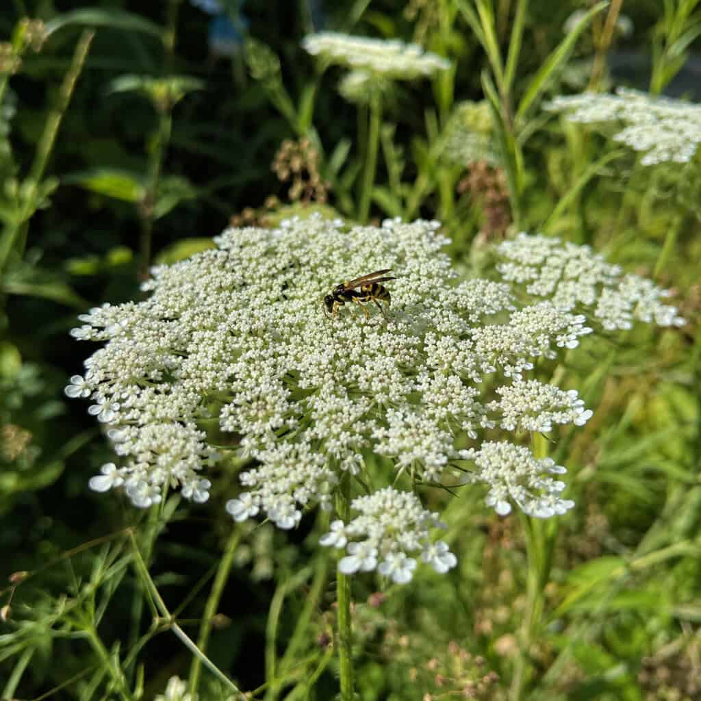 Queen Anne's Lace