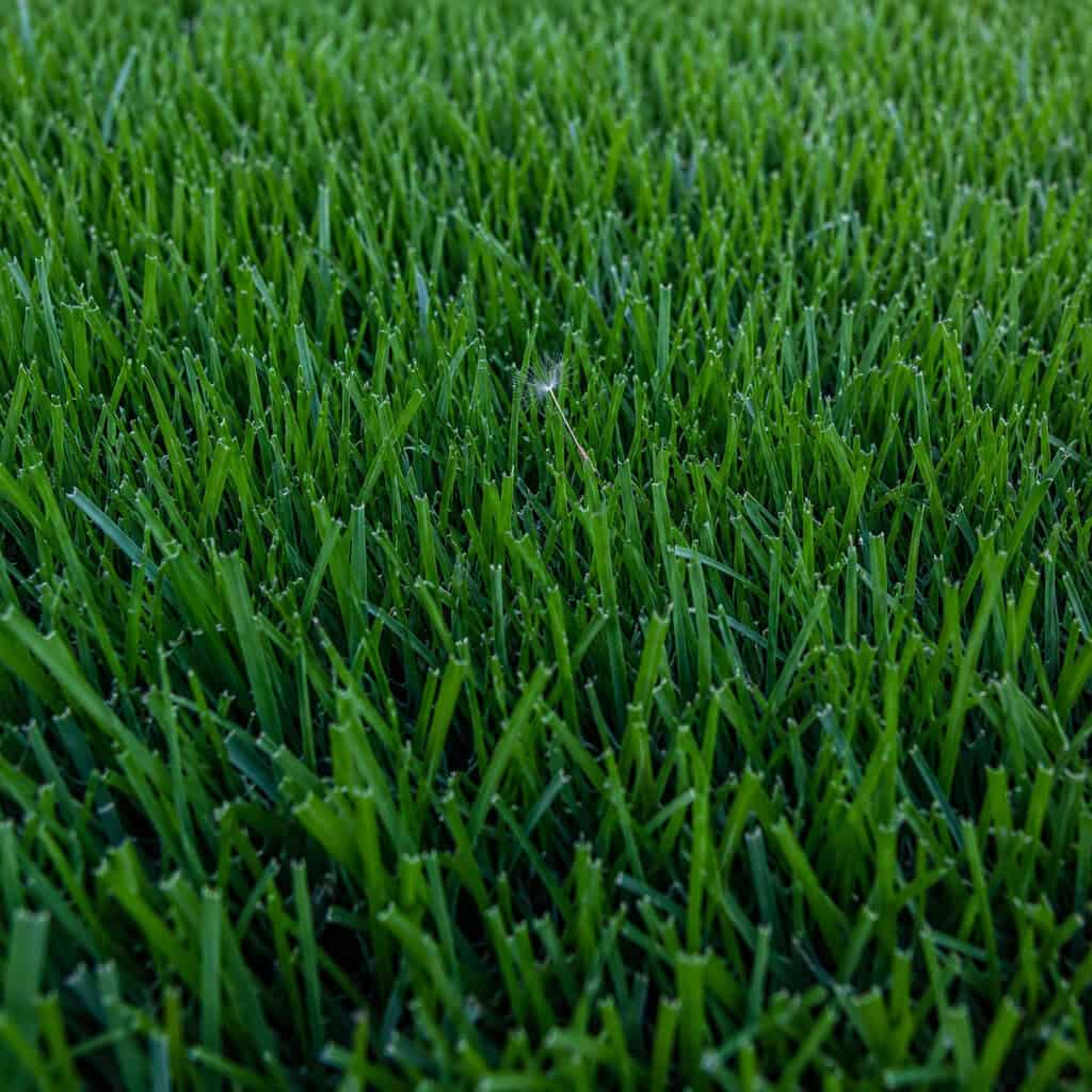 They Let Thick Turf Be Its Own Weed Control