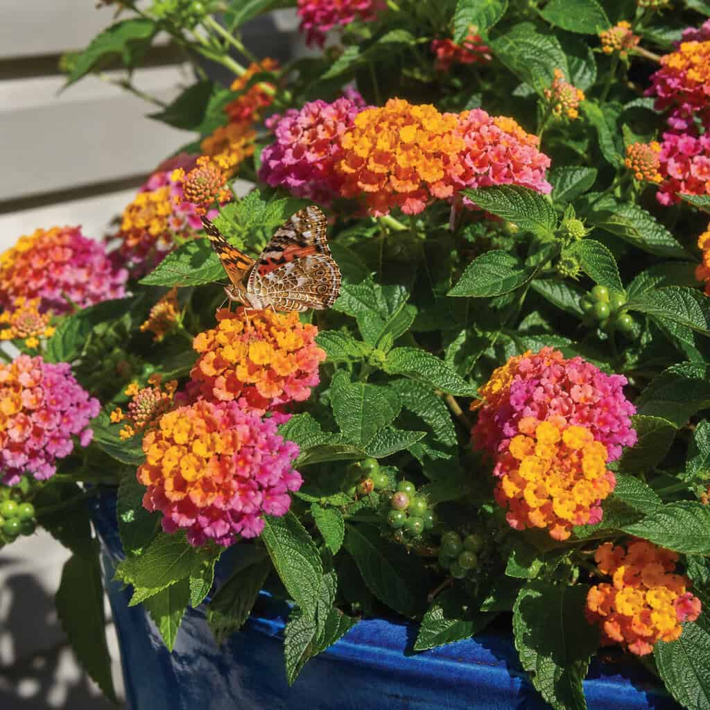 Lantana
