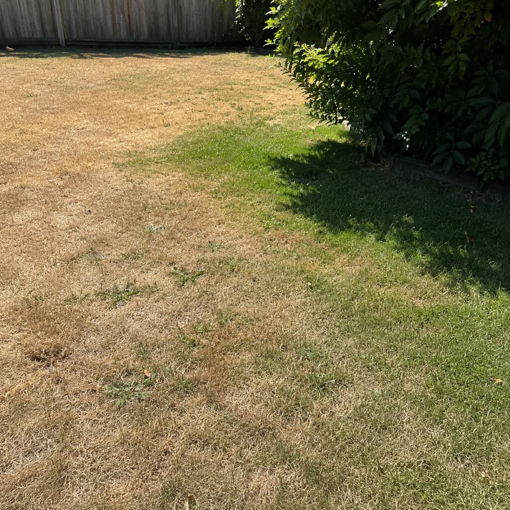 They Don't Panic Over a Brown Summer Lawn