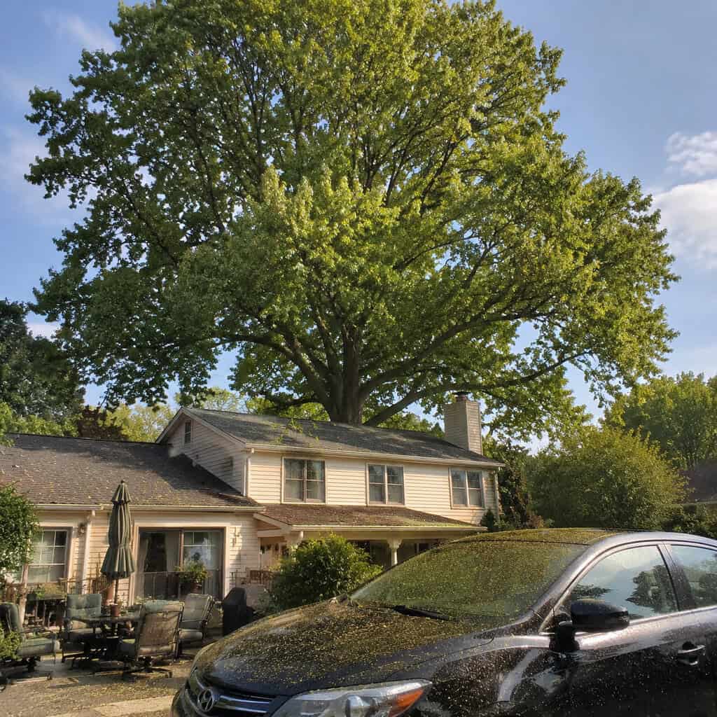 Tulip Poplar