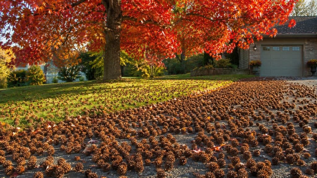 Stop Before You Plant That Tree — Here’s What It Becomes in 5 Years