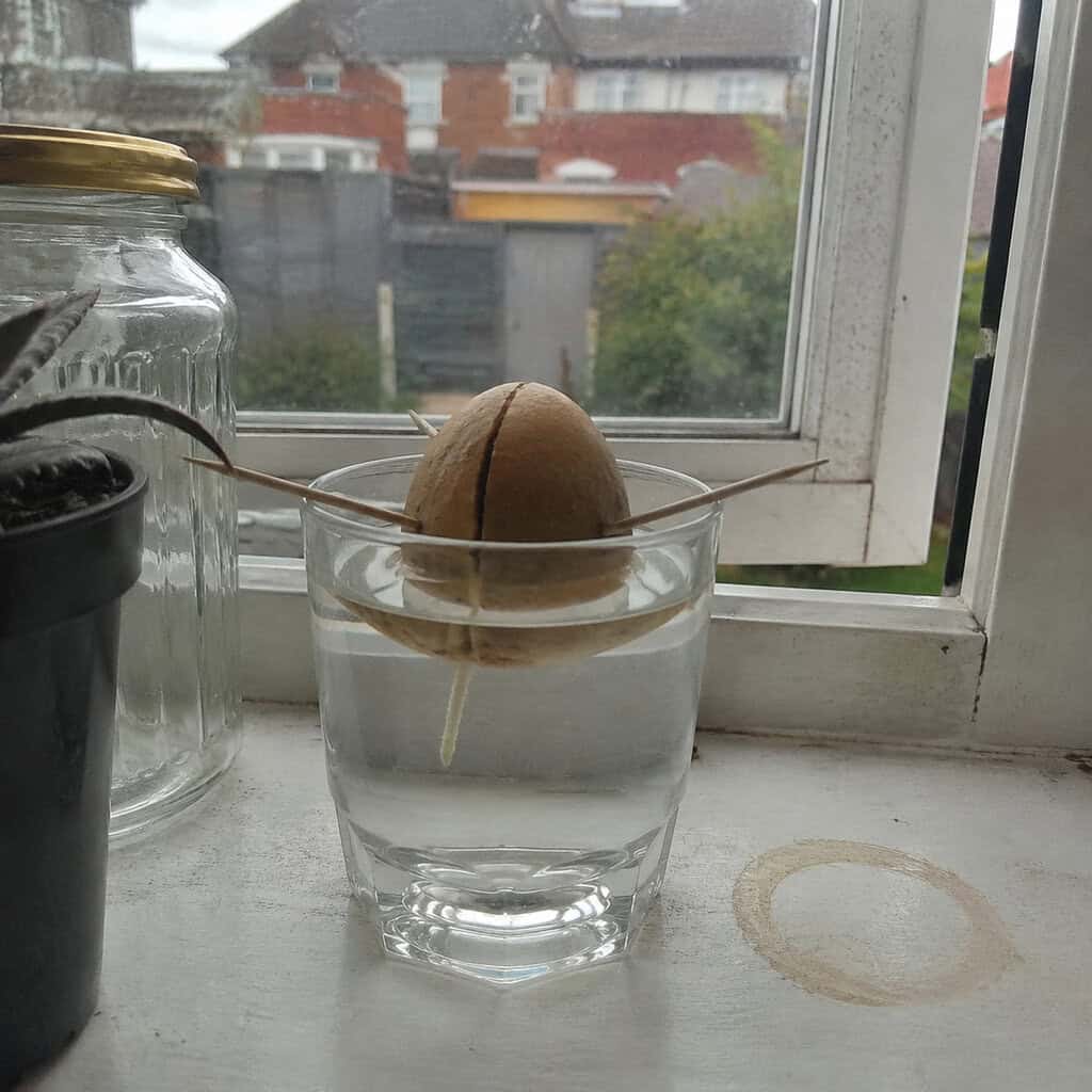 Avocado Pit