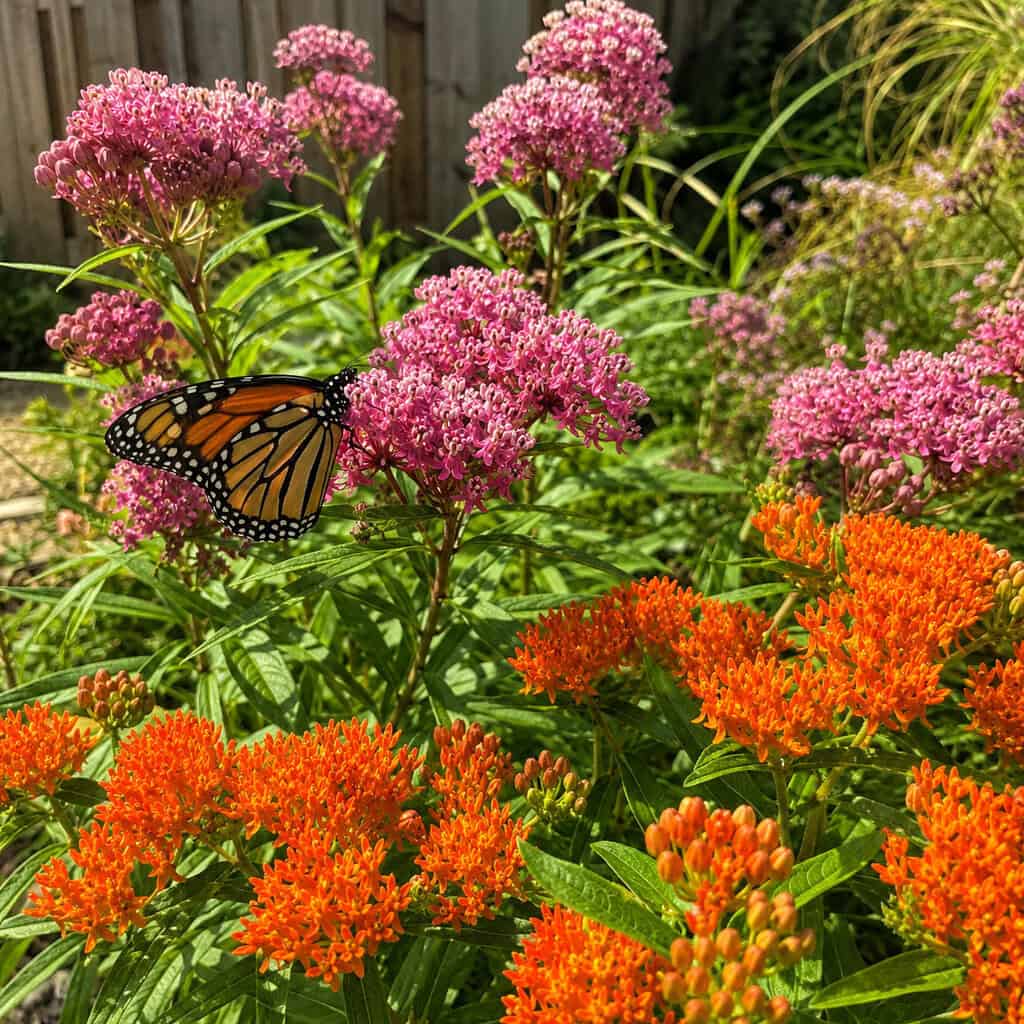 Milkweed (Asclepias)