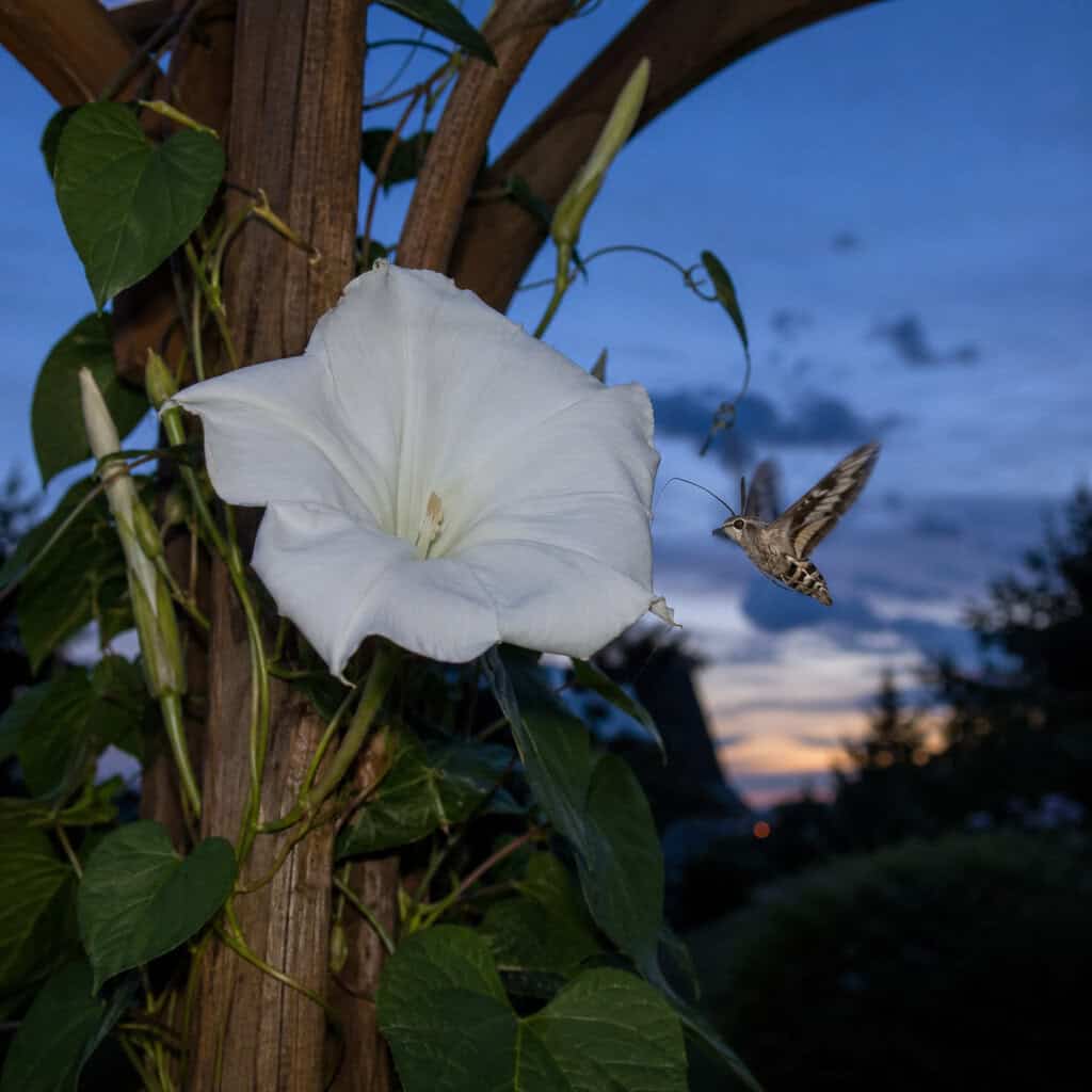 Moonflower Vine (Ipomoea alba)