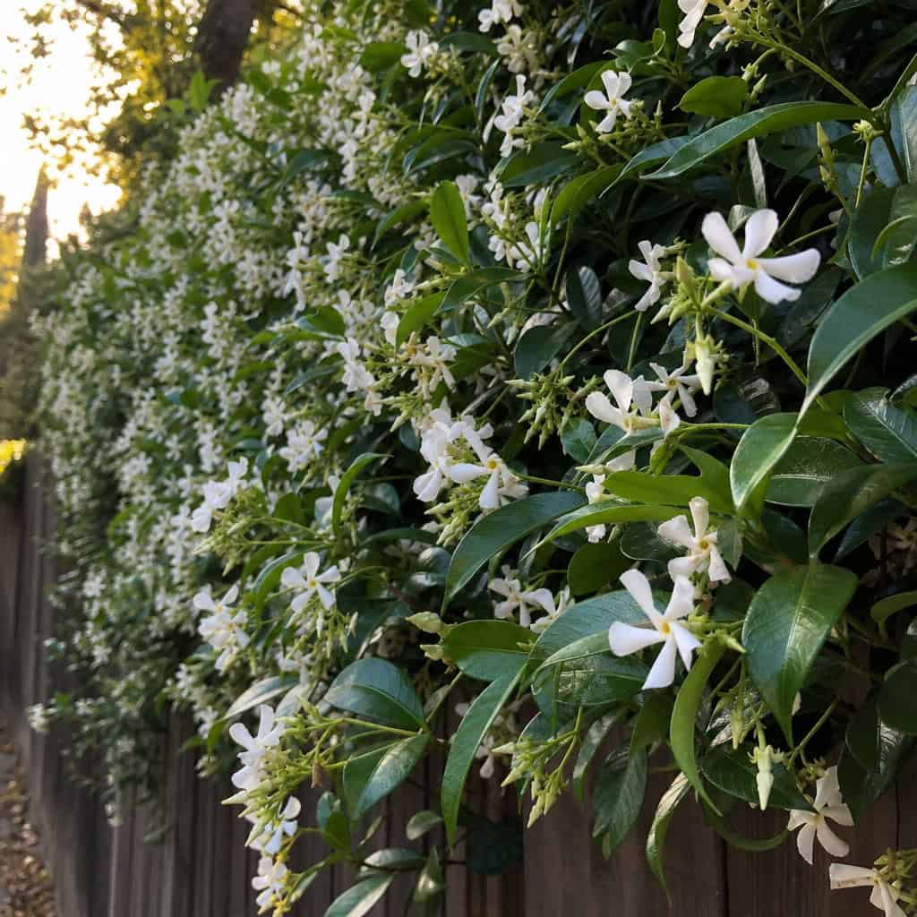Star Jasmine (Confederate Jasmine)