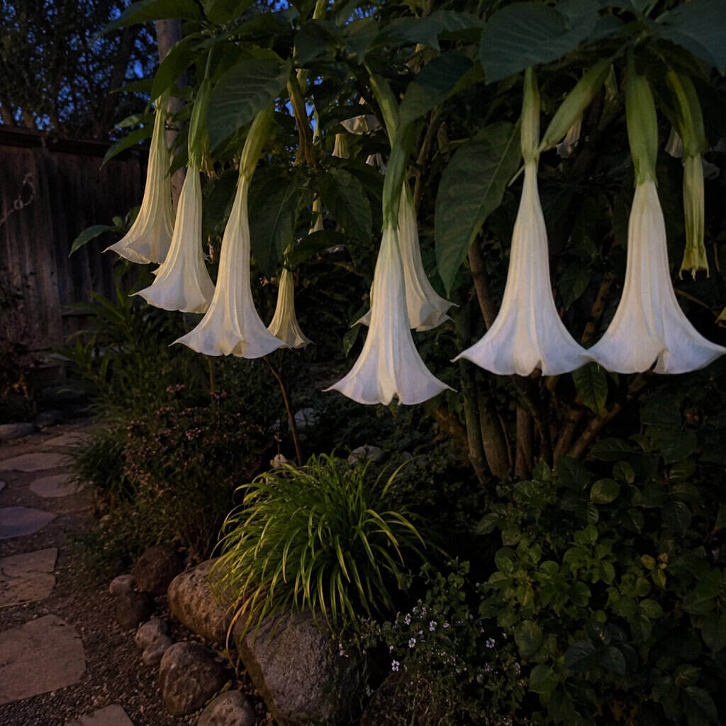 Angel's Trumpet (Brugmansia)