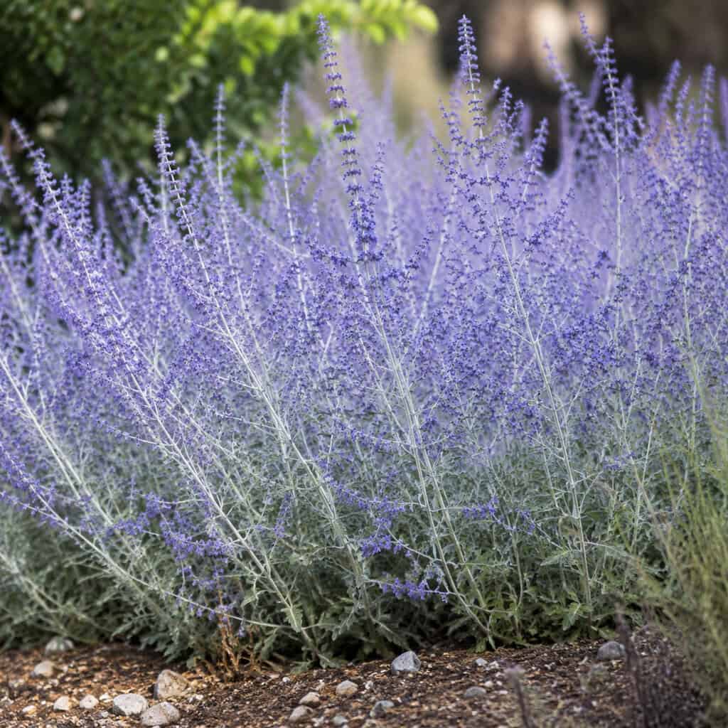 Russian Sage