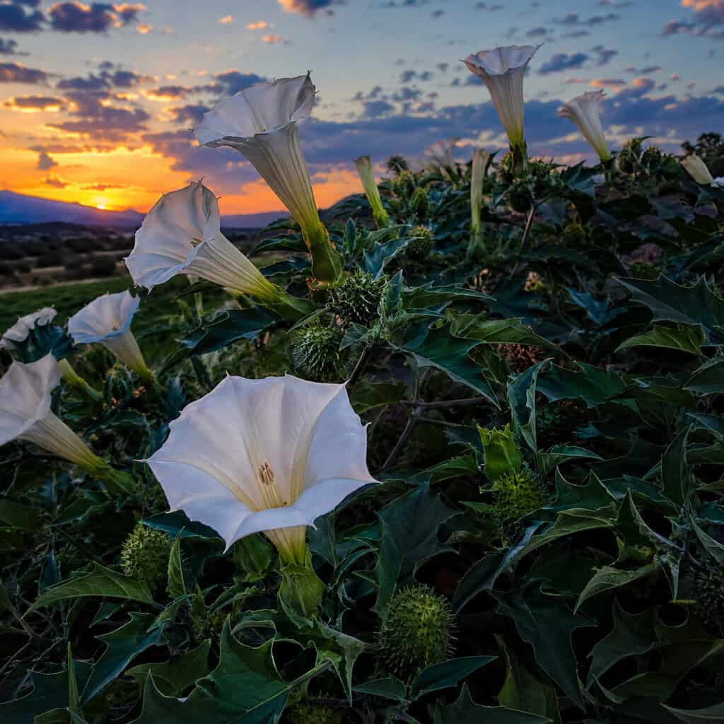 Datura / Thorn Apple (Datura inoxia)
