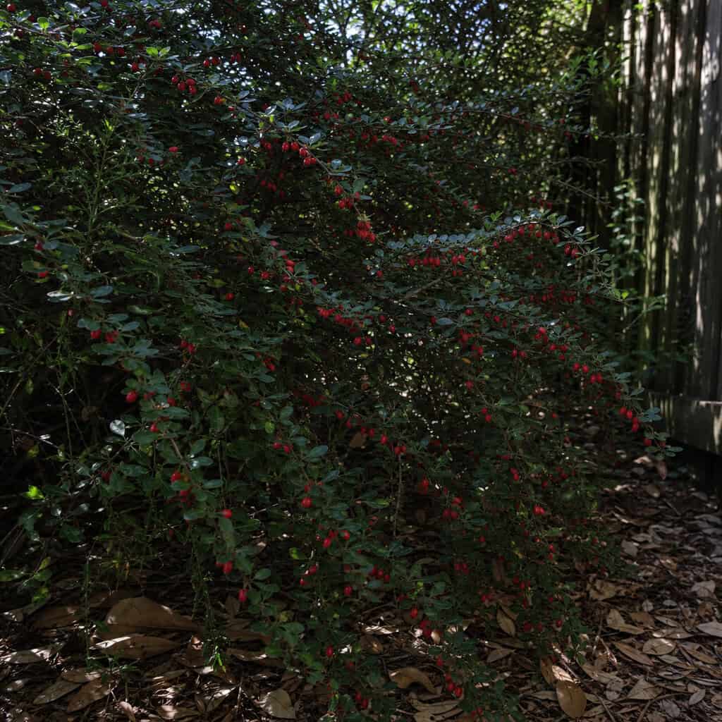 Japanese Barberry (Berberis thunbergii)