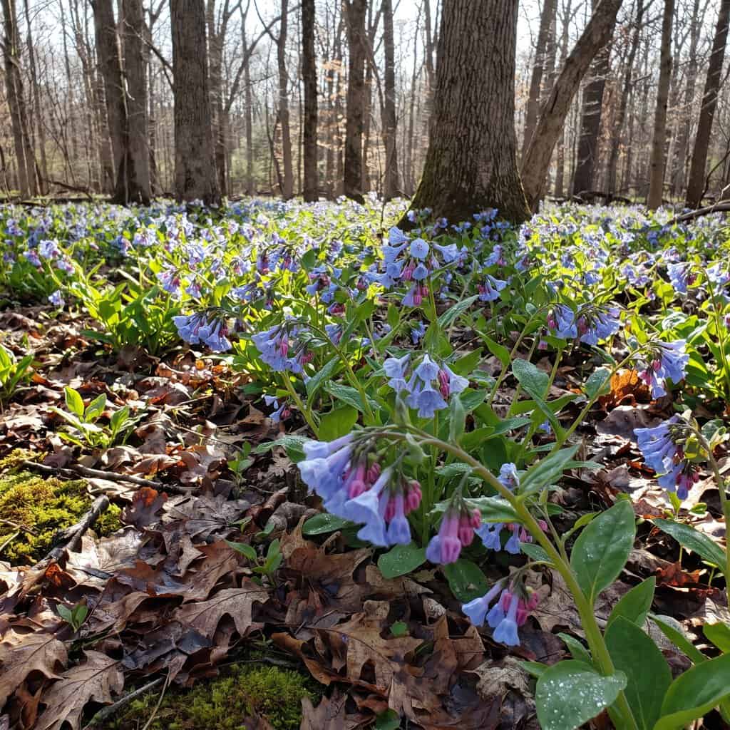Virginia Bluebells