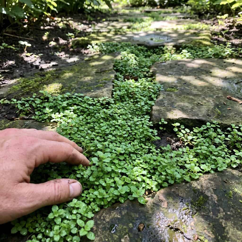 Corsican Mint