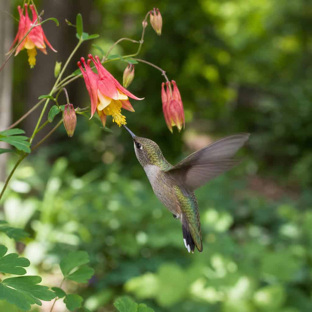 Eastern Red Columbine
