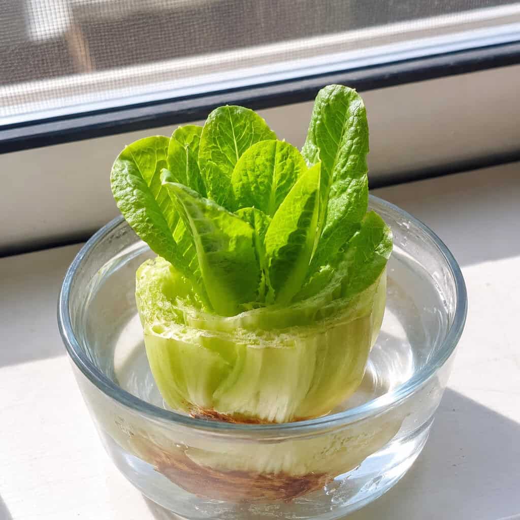 Romaine Lettuce