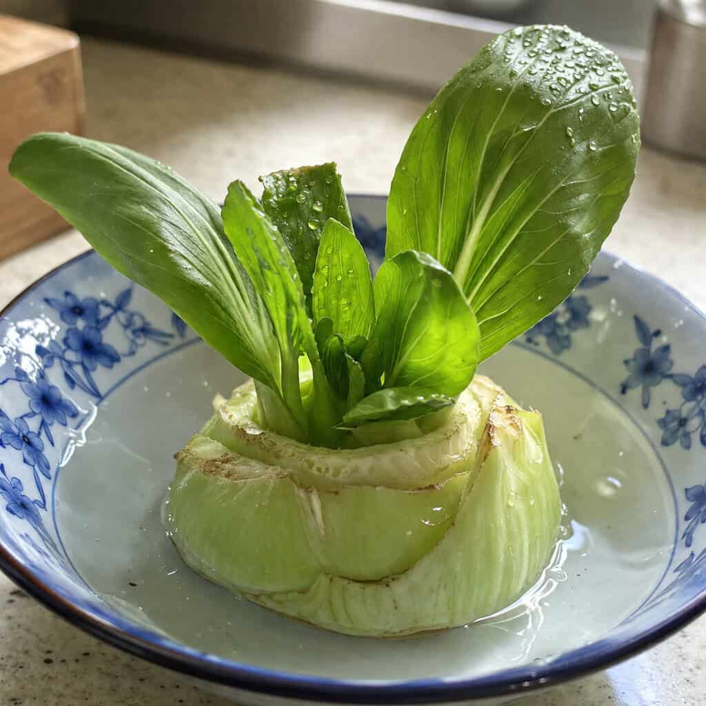 Bok Choy