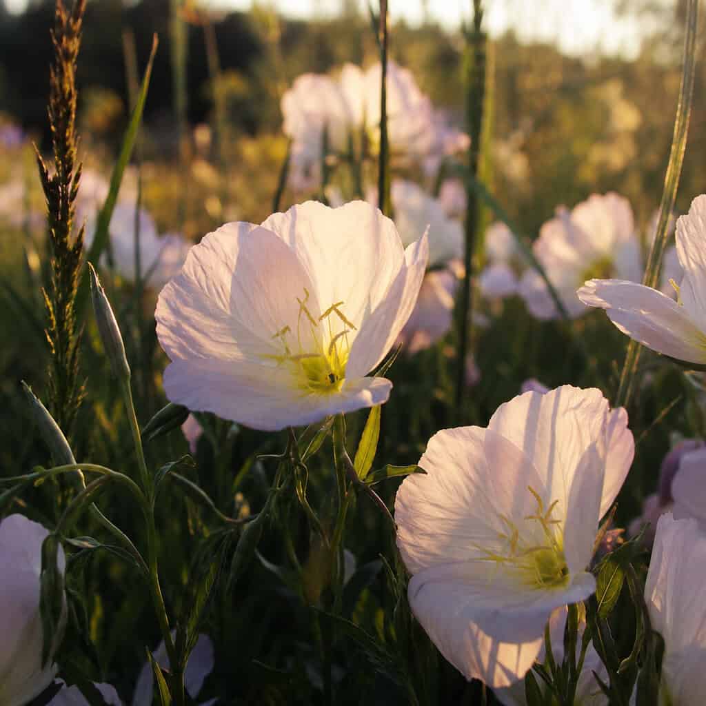 Evening Primrose (Oenothera)