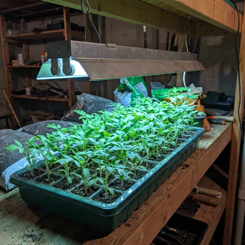 Step 5: Get Them Under Bright Light Immediately