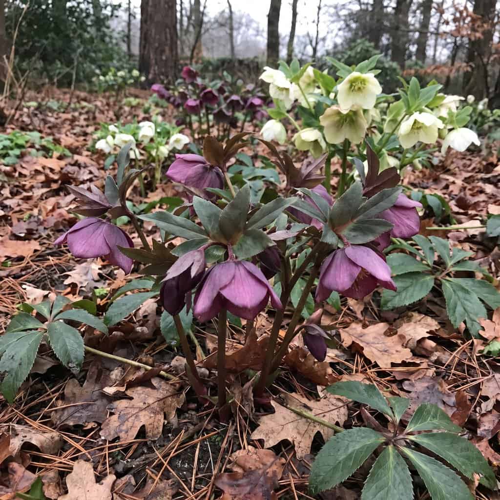 Hellebores (Christmas & Lenten Rose)