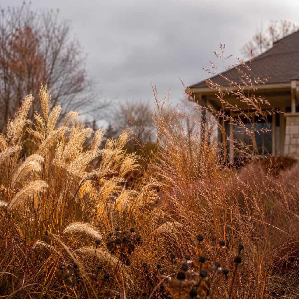 Let Ornamental Grasses Do the Swaying