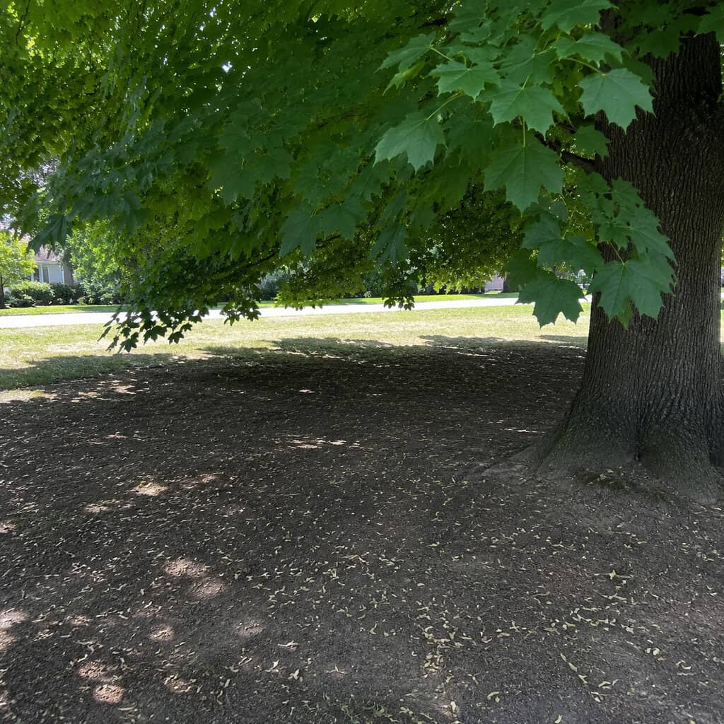 Norway Maple (Acer platanoides)