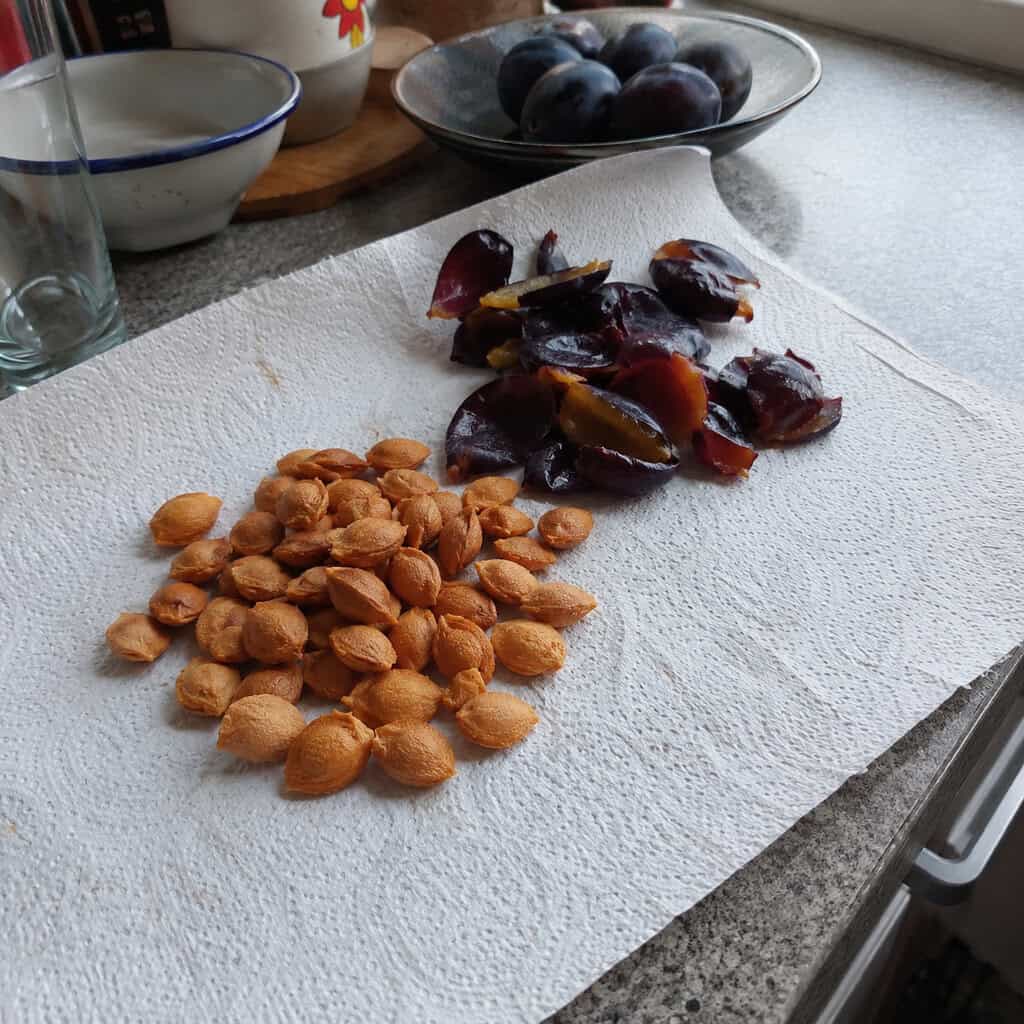 Plum Pit