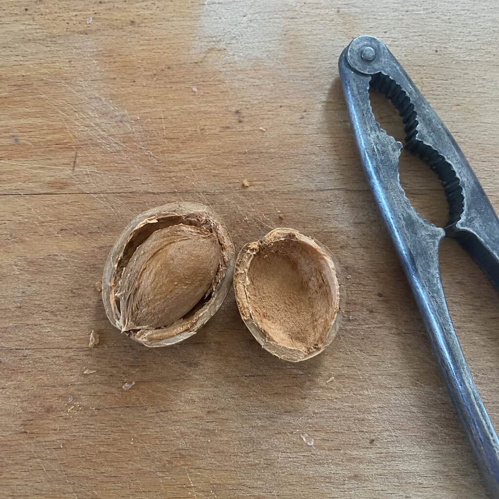 Apricot Pit