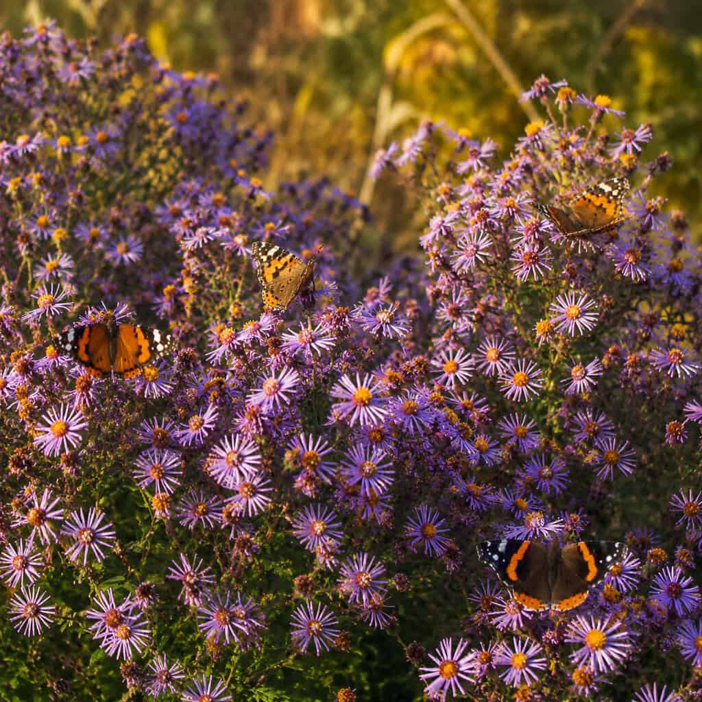Asters