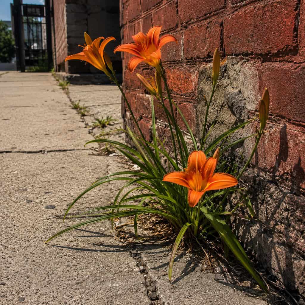 Daylily