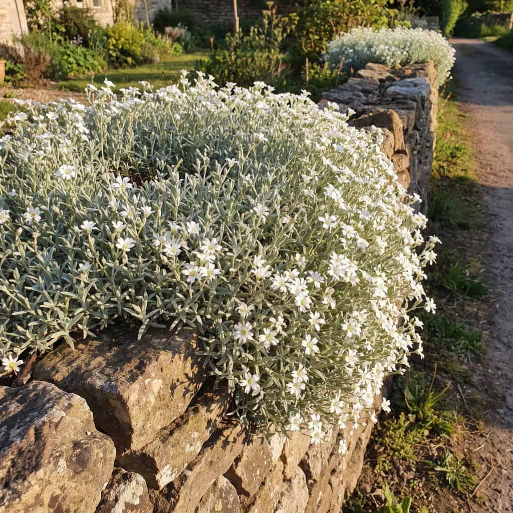 Snow-in-Summer