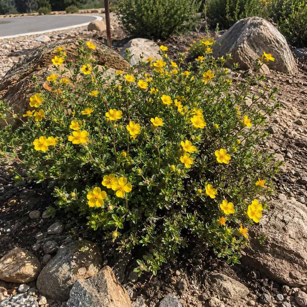Potentilla / Cinquefoil (Happy Face series)