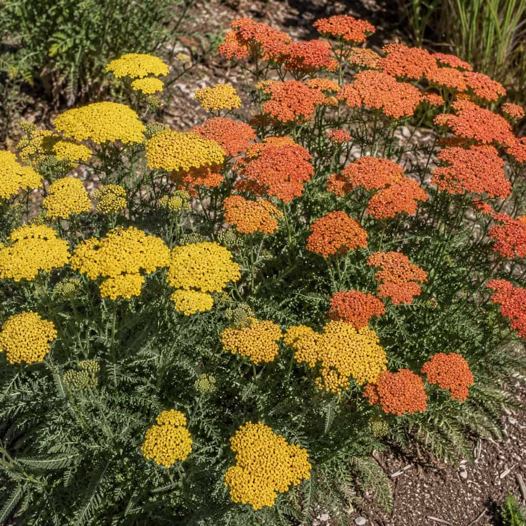 Yarrow (Achillea)