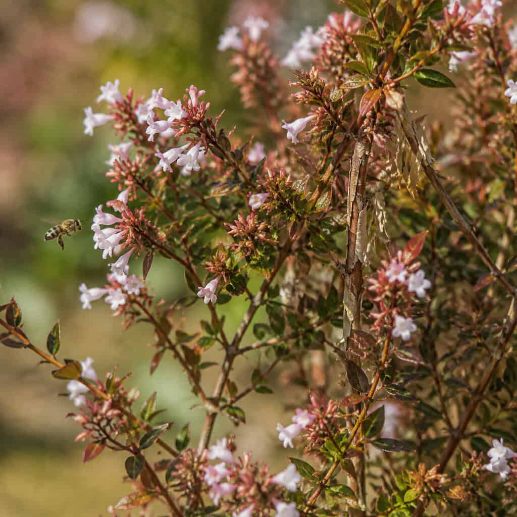 Abelia