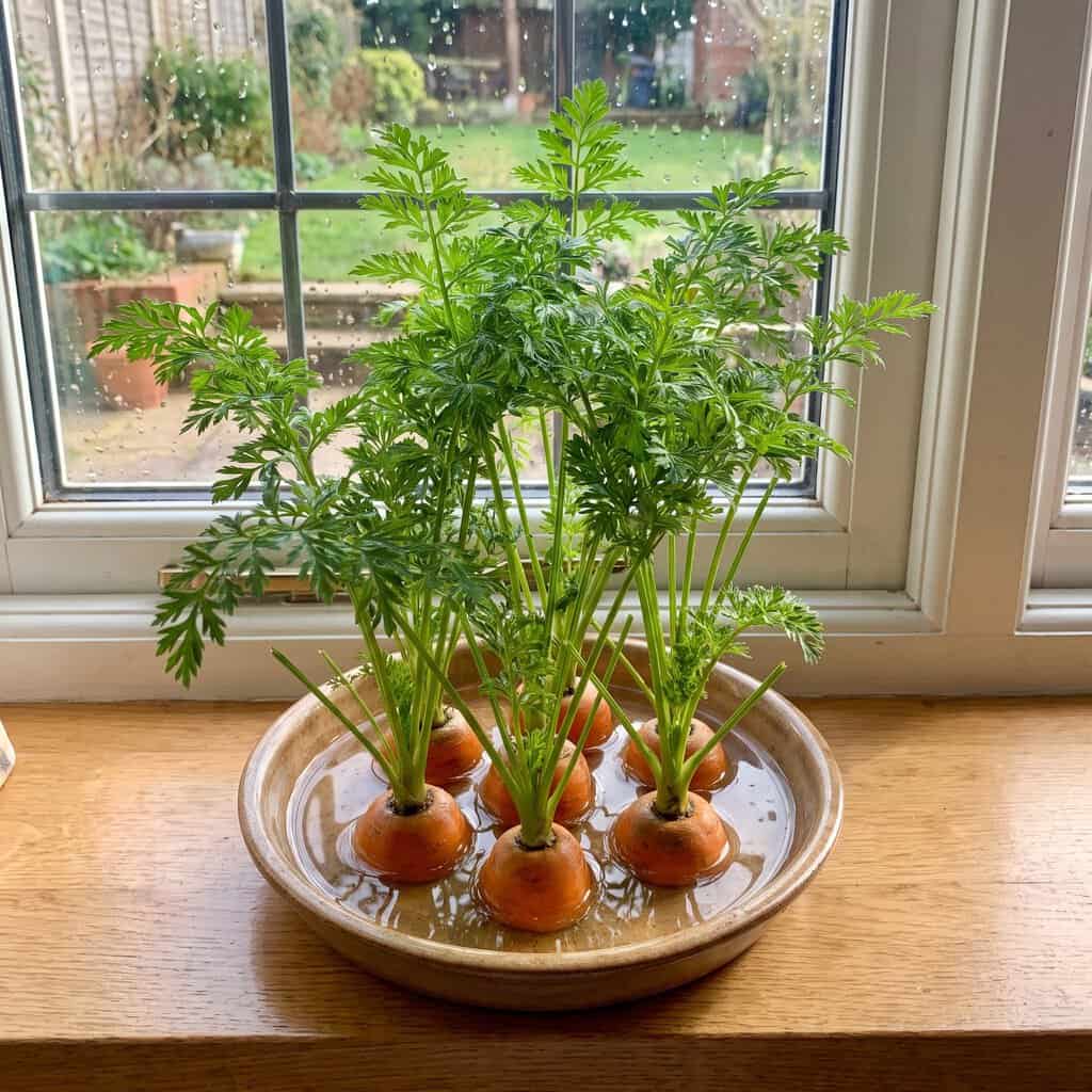 Carrot Tops
