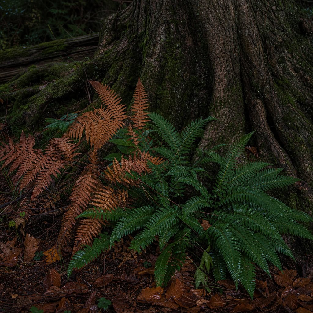Ferns (Christmas & Autumn Fern)
